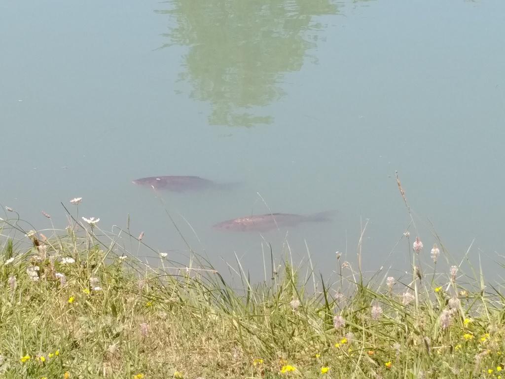 Camping Du Villard Thorame-Basse Zewnętrze zdjęcie